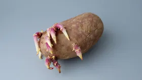 Почему нужно перестать есть старую картошку прямо сейчас