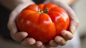 Как распознать овощи с нитратами? Агроном перечислил 5 очевидно опасных признаков