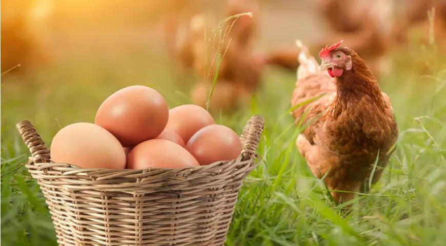 Что такое эко-френдли куриные яйца и чем они отличаются от обычных