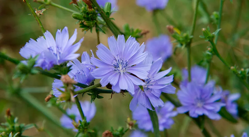 Цикорий обыкновенный (Cichorium intybus)