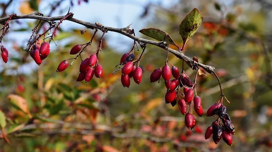 Спелые ягоды барбариса Тунберга / Berberis thunbergii