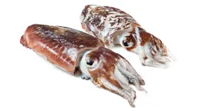 Каракатица