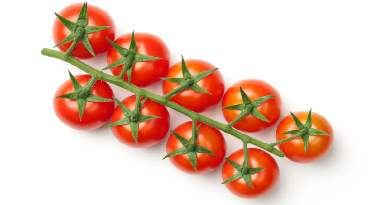 Черри помидоры на ветке, фото