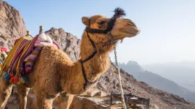 Власти Саудовской Аравии инвестируют в производство верблюжьего молока