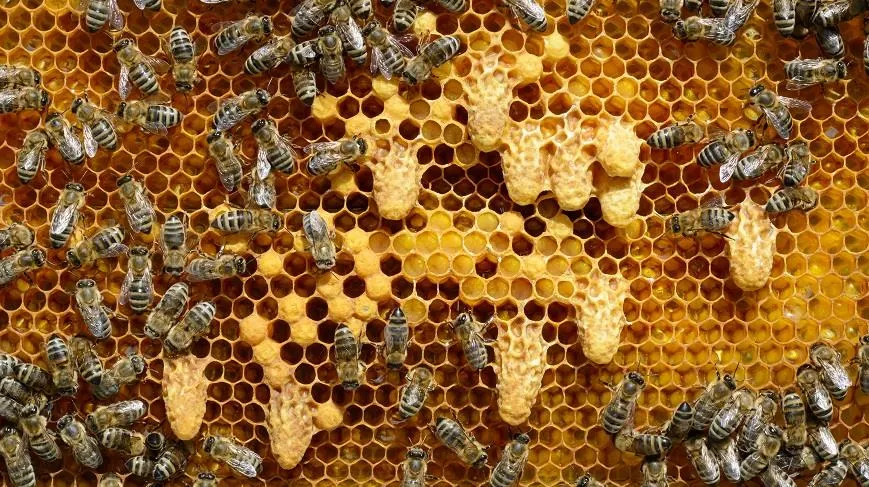 У пчелиной матки и домик больше