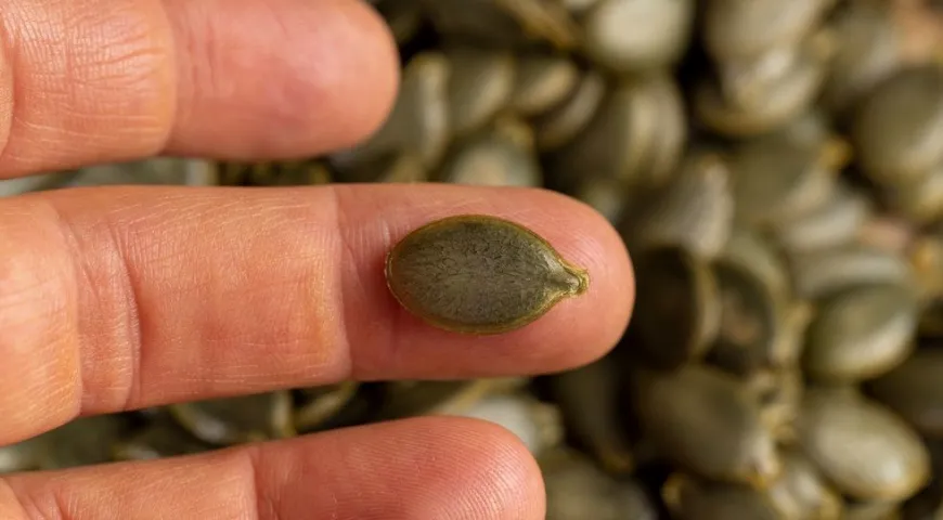 Большая часть полезных веществ содержится в ядре тыквенных семечек