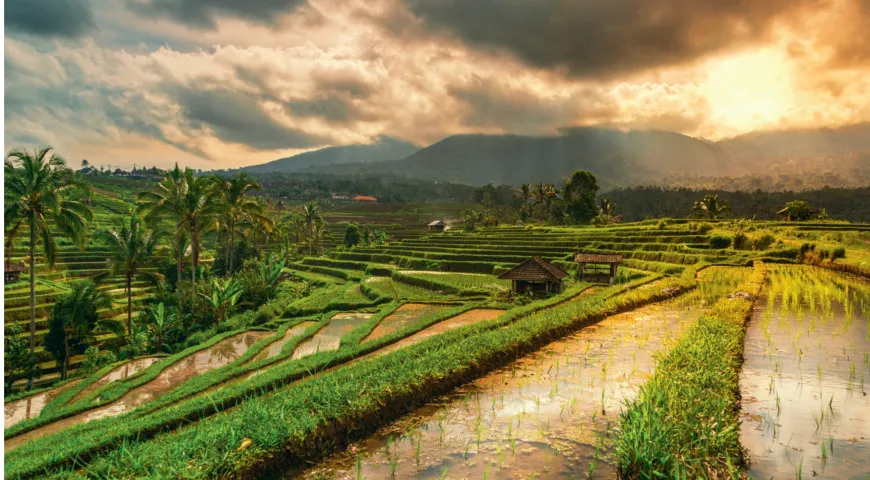 На Бали вы можете засеять рисом личный участок.