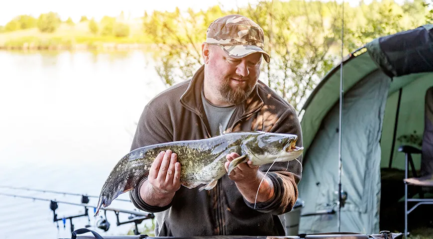 Сезон ловли дикого сома в европейских реках длится с мая по сентябрь