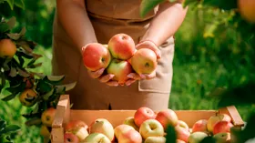 Как сохранить урожай яблок за зиму