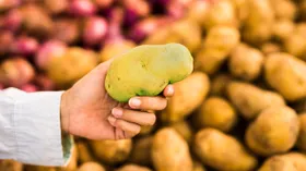 Почему картошка зеленеет и можно ли ее есть