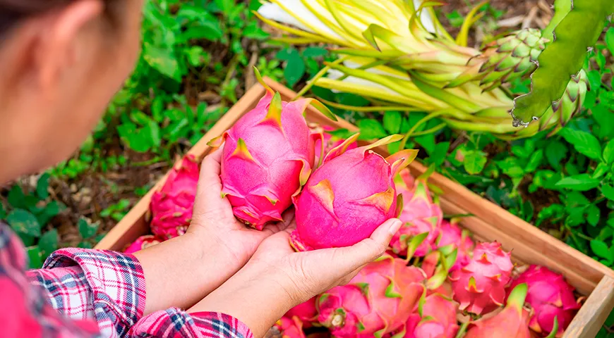 Спелая питахайя любого цвета должна иметь яркую кожицу без повреждений