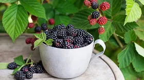 Диетолог объяснил, чем может навредить ежевика