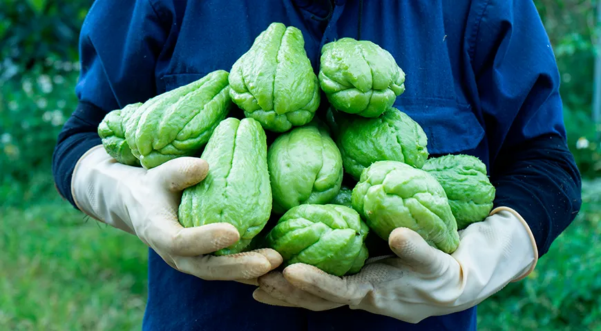 Пик сезона свежего и сочного чайота приходится на период с августа по январь
