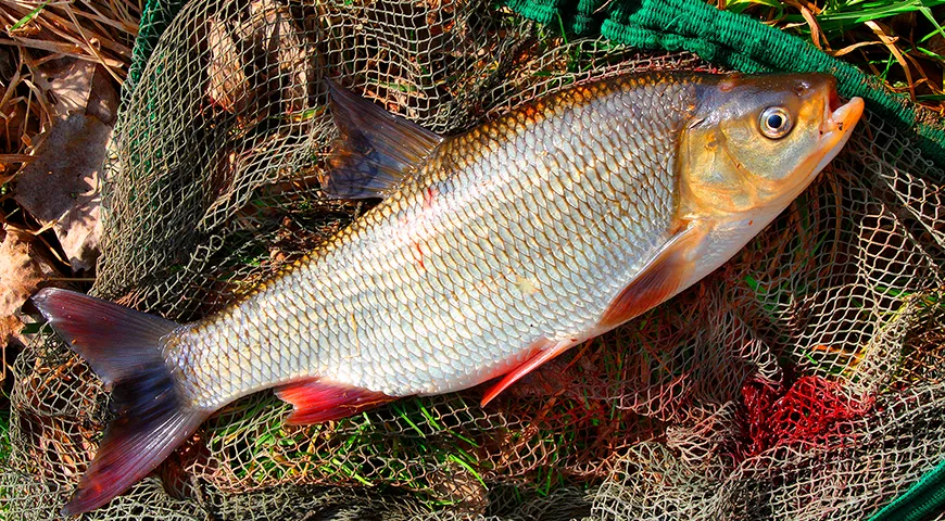 Язь наиболее ценен весной (плотное, чистое мясо) и осенью (жирное, нежное), летом уступает по вкусу, зимой редок