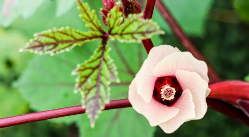 Гибискус сабдариффа