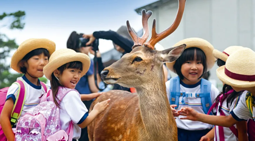 Оленей в японском городе Наре можно встретить абсолютно везде, от автобусных остановок до национальных парков.