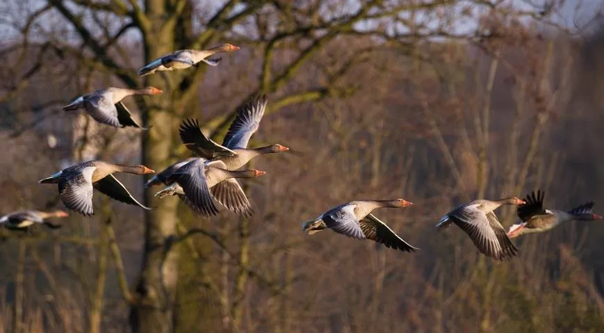 Кологривская пойма привлекает гусей и туристов со всего мира