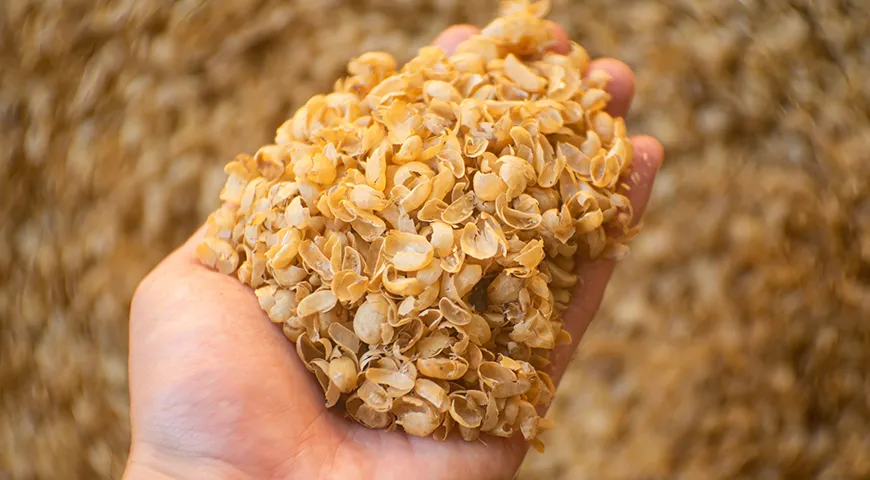 В процессе халлинга с кофейных зерен сбивают все лишнее: высохшую пергаментную оболочку, остатки кожицы и серебристой шкурки