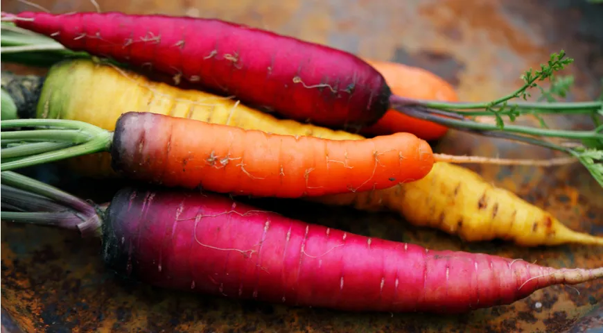 Разноцветная морковка