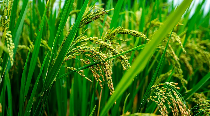 С точки зрения ботаники, рисом Карнароли принадлежит к виду рис посевной (Oryza sativa), подвиду японика