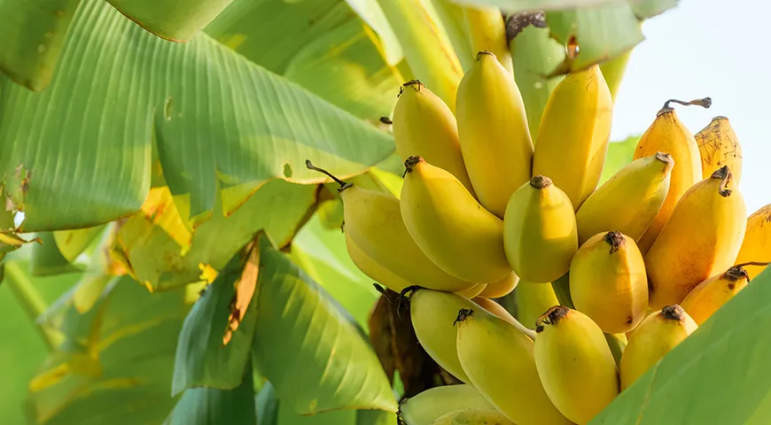 Для начала бананы — это красиво