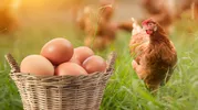 Правда ли, что яйца кур свободного выгула гораздо лучше обычных?