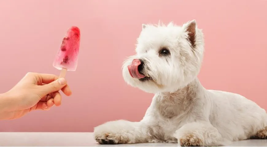 Мороженое для собак, что это такое и кто его придумал