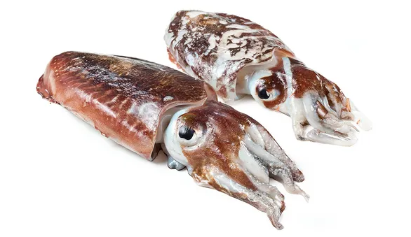 Каракатица