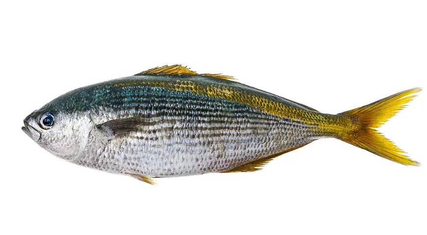Масляная рыба - описание продукта, как выбирать, как готовить, читайте на  Gastronom.ru
