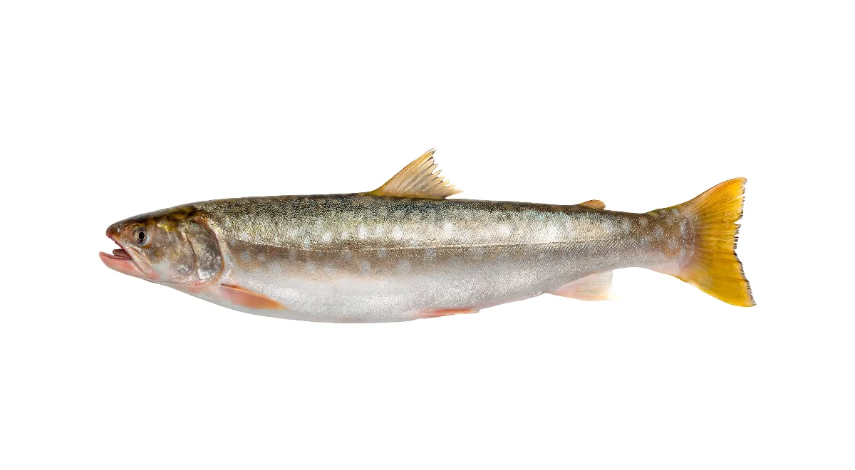 Кунджа