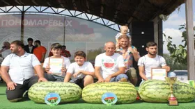Гигантский арбуз весом 71 кг вырастил фермер из Астрахани