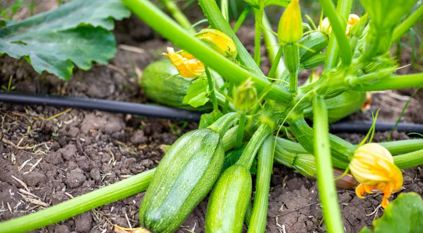 Для приготовления сока подходят молодые кабачки, фреш из более зрелых овощей способен раздражать слизистую оболочку желудка