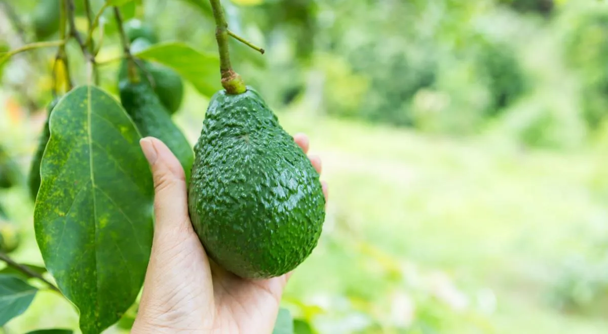 Новый сорт авокадо назван плодом будущего: чем он полезен