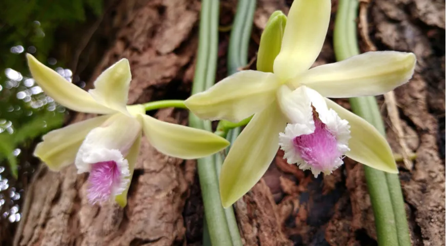 Цветы ванильной орхидеи