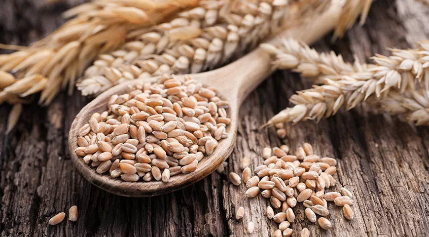 Крупы «Полтавская» и «Артек» – продукт из дробленого зерна пшеницы без оболочек и зародышей