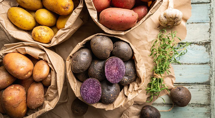 Фиолетовый картофель принципиально отличается от красного, желтого и белого картофеля яркостью окраски и содержанием антоцианов