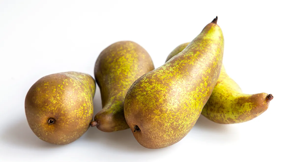 Груша Конференция