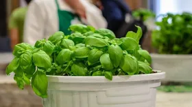 Рецепты с овощами, макаронами и песто