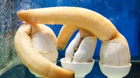 Самые безумная еда на свете: чтобы попробовать эти блюда — нужна смелость