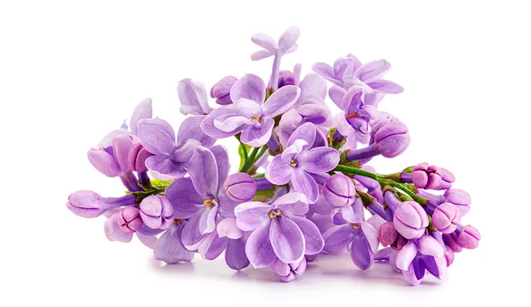 Съедобные цветы сирени