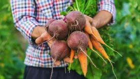 Свекла и морковь, крепкий союз для приготовления лучших салатов осени