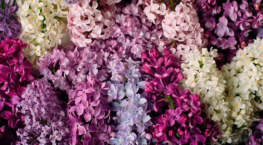 Сорта сирени делятся не только по цвету, но и по форме цветка