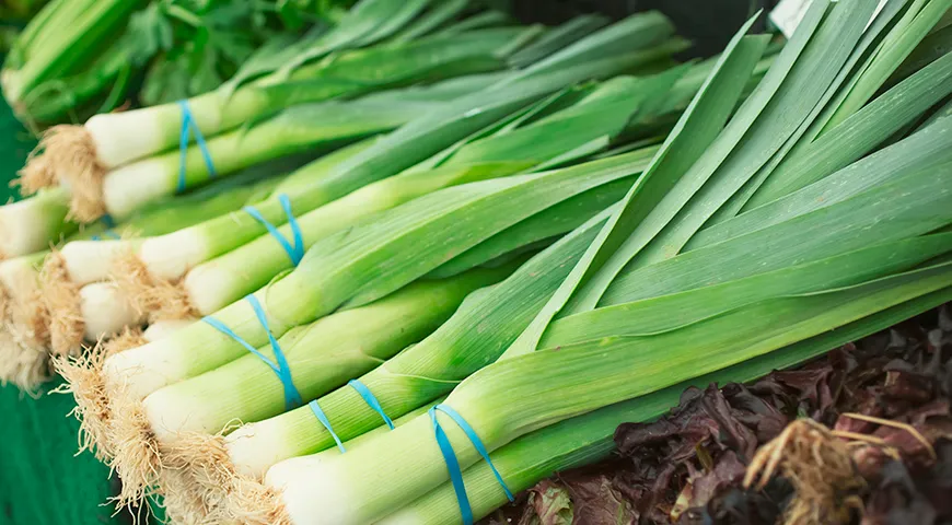 Свежий лук-порей имеет твердый, упругий стебель с плавным переходом от белой части к зеленой, свежими листьями без слизи и светлыми корнями