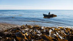 Морские водоросли - ускорители диет