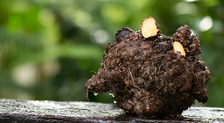 Именно растение аморфофаллус коньяк или конняк (konjac yam) наделяет ширатаки почти нулевой калорийностью и минимальным содержанием углеводов, а также умением вбирать в себя ароматы бульонов и соусов