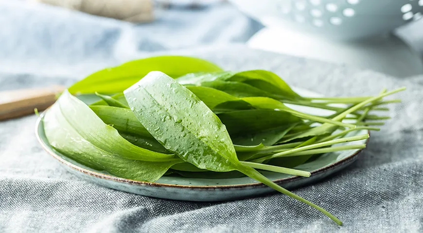 У молодых листьев и стеблей черемши нет той выжигающей все во рту жгучести, как у зрелого чеснока