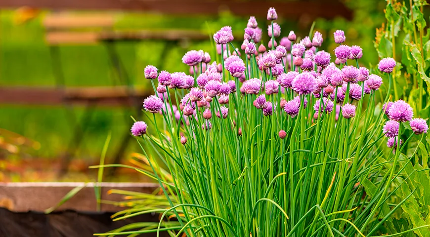 В средней полосе России первую зелень шнитт-лука начинают срезать уже в апреле, и сбор продолжается до конца июня