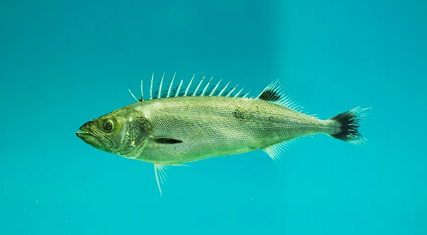 Масляная рыба — рувета (Ruvettus pretiosus)