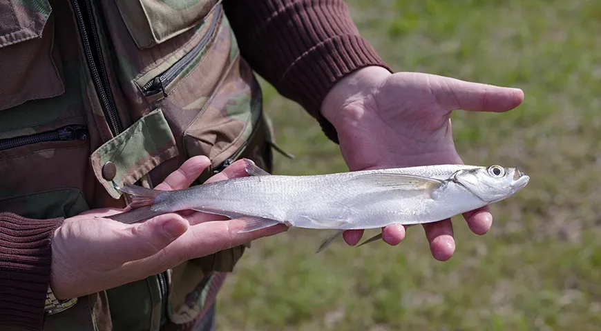 Главная отличительная черта чехони — сильно сжатое с боков, вытянутое в высоту тело, напоминающее нож или саблю