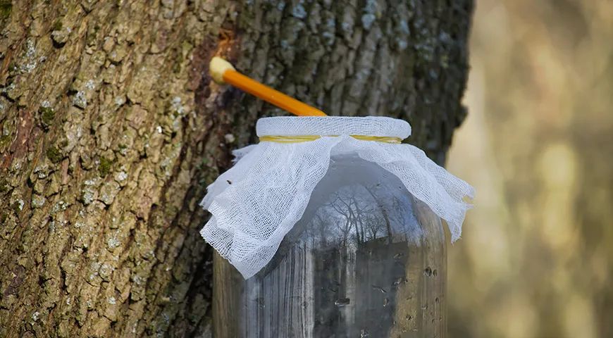 Кленовый сироп — концентрированный сок сахарного клена, собранный в начале весны